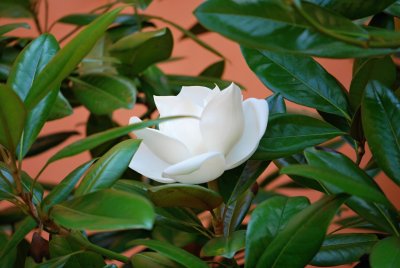 Magnolia grandiflora 'Edith Bouge' - šácholán - květ